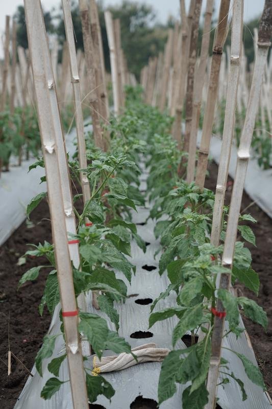 Chili field rows