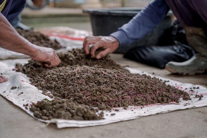 Farmer applying organic fertilizer
